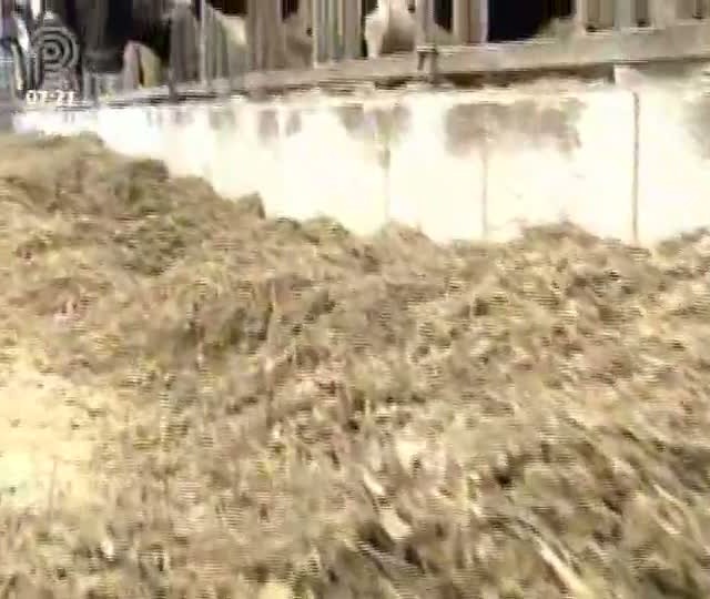 Especialistas recomendam cautela na substituição do farelo de soja por caroço de algodão