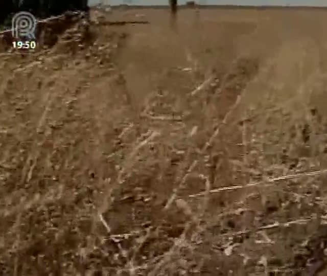 Crambe chama atenção dos produtores