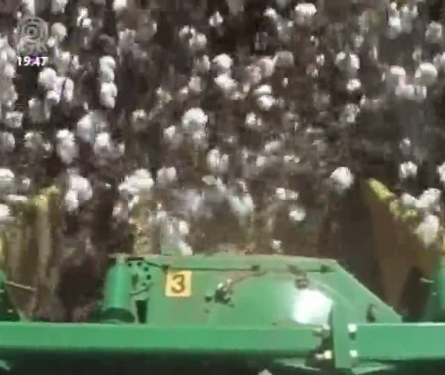 Caroço do algodão está valorizado em Goiás