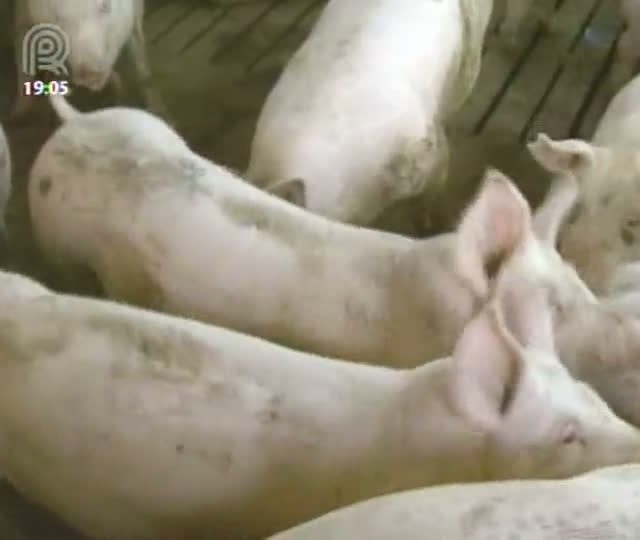 Apesar da alta nos preços, suinocultura segue em crise Apesar da alta nos preços, suinocultura segue em crise
