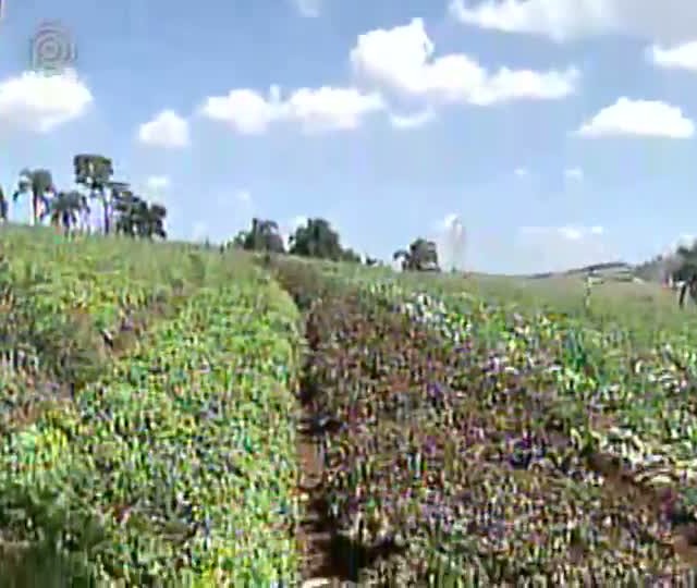 Preço pago aos produtores de hortaliças cai