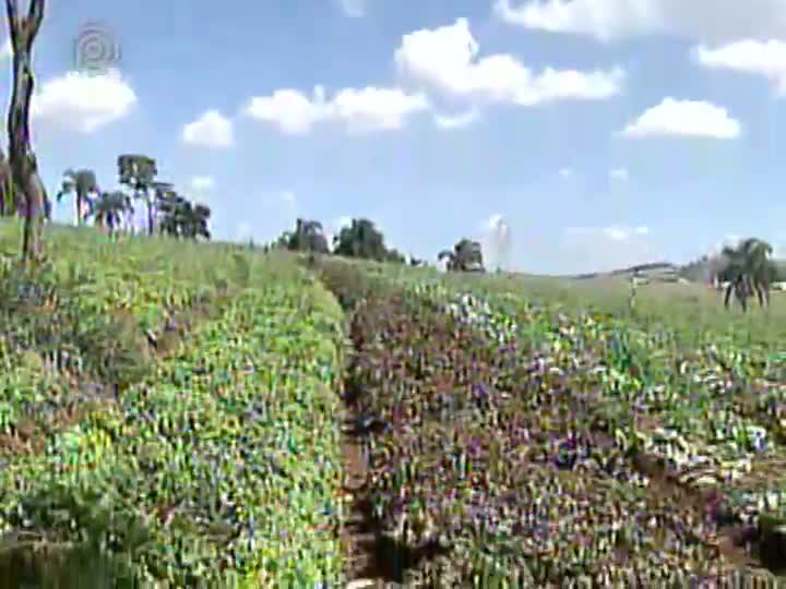 Preço pago aos produtores de hortaliças cai