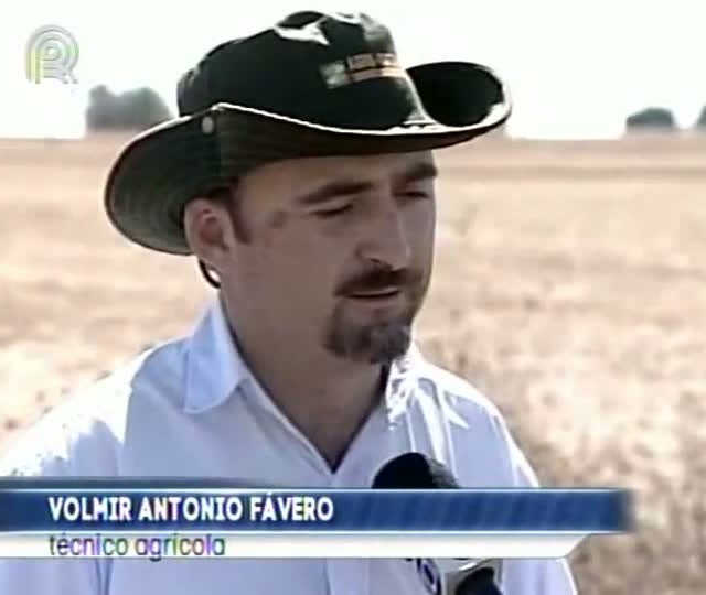 Trigo mourisco ou sarraceno gera renda ao produtor