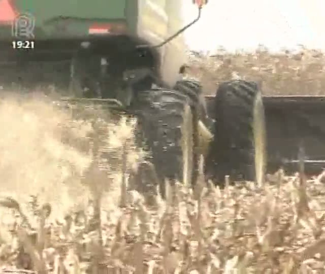 Milho safrinha tem produção histórica no Mato Grosso