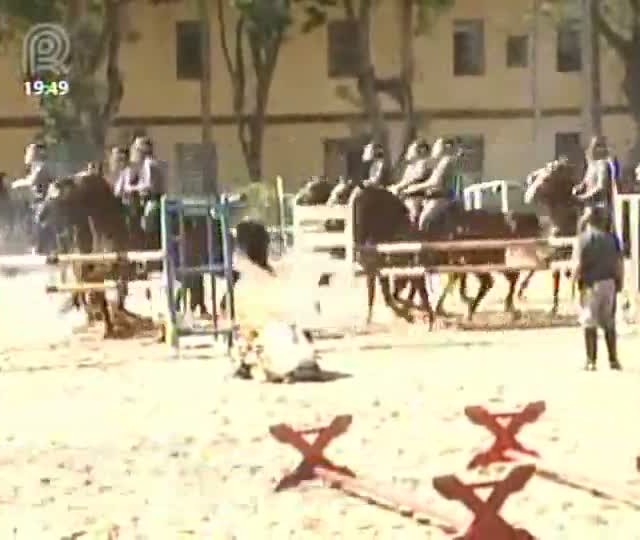 Confira o treinamento de cavalos usados pela Polícia Militar