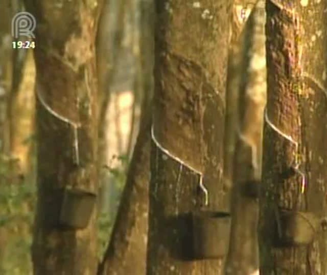 Mato Grosso do Sul quer se tornar maior fornecedor de borracha do Brasil