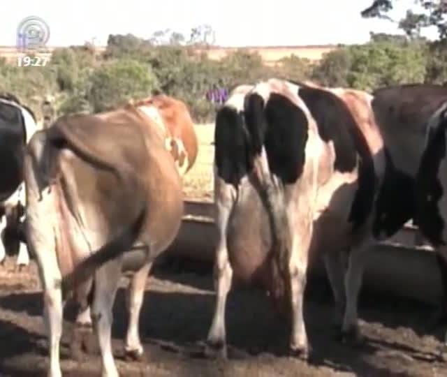 Pecuaristas enfrentam dificuldades com a alta do custo da produção leiteira