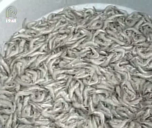 Regra sobre pesca de camarão provoca polêmica