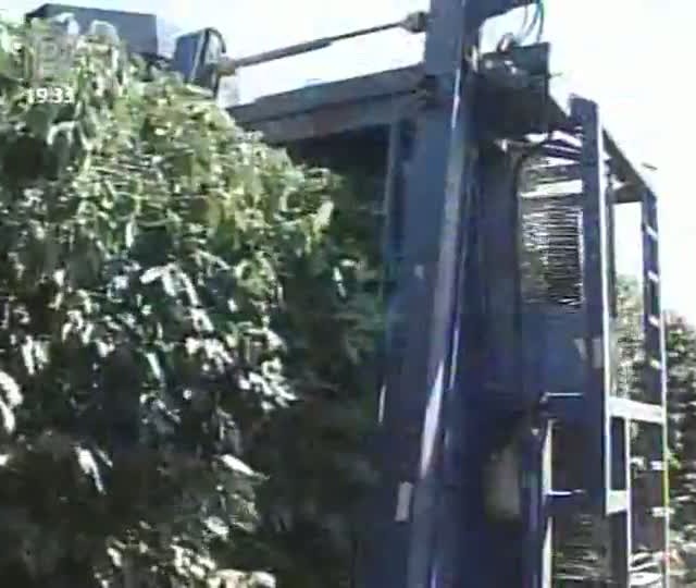 Chuvas fora de época derrubam grãos de café
