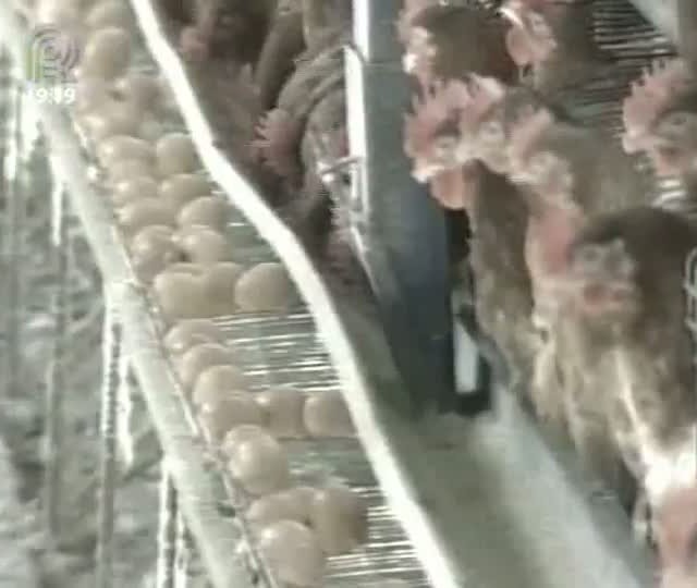 Preço de ovos e carne aumentam no Rio Grande do Sul