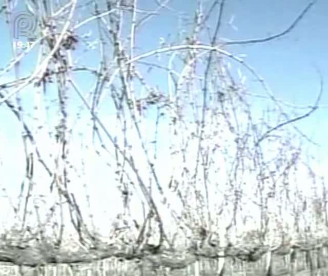 Demanda por vinhos catarinenses deve aumentar