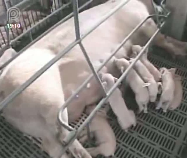 Suinocultores gaúchos não aprovam medidas anunciadas