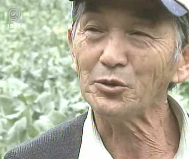 Mais de metade da colheita de brócolis já foi perdida em Suzano (SP)