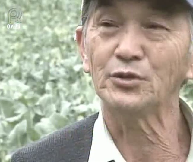 Mais de metade da colheita de brócolis já foi perdida em Suzano (SP)