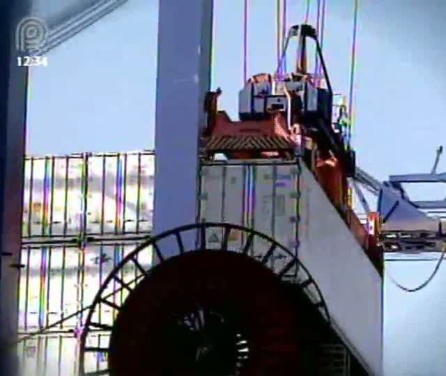 Conheça o processo de produção de frangos para exportação