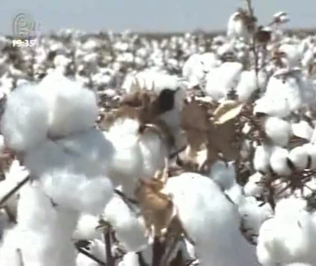 Colheita de algodão avança em Mato Grosso