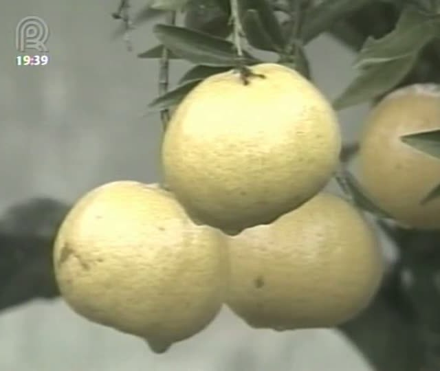 Citricultores gaúchos já percebem baixos preços
