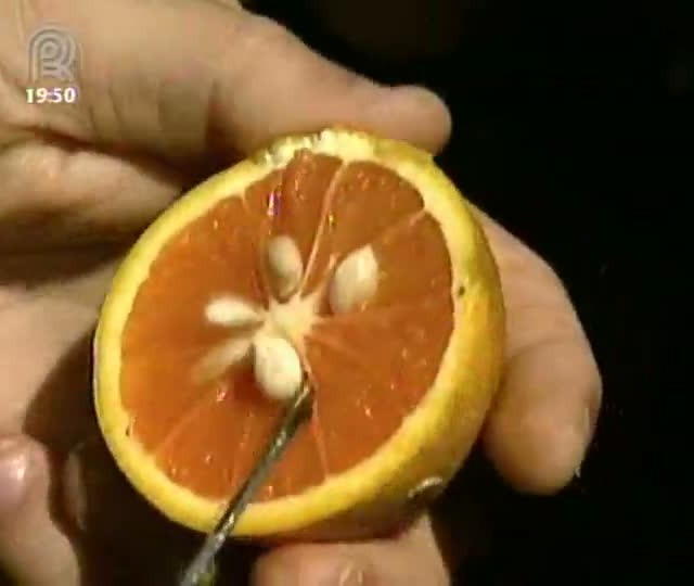 Variedade de laranja vermelha deve chegar ao mercado