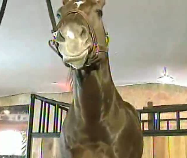 Conheça o animal que atrai a atenção dos criadores no Campeonato da raça quarto de milha