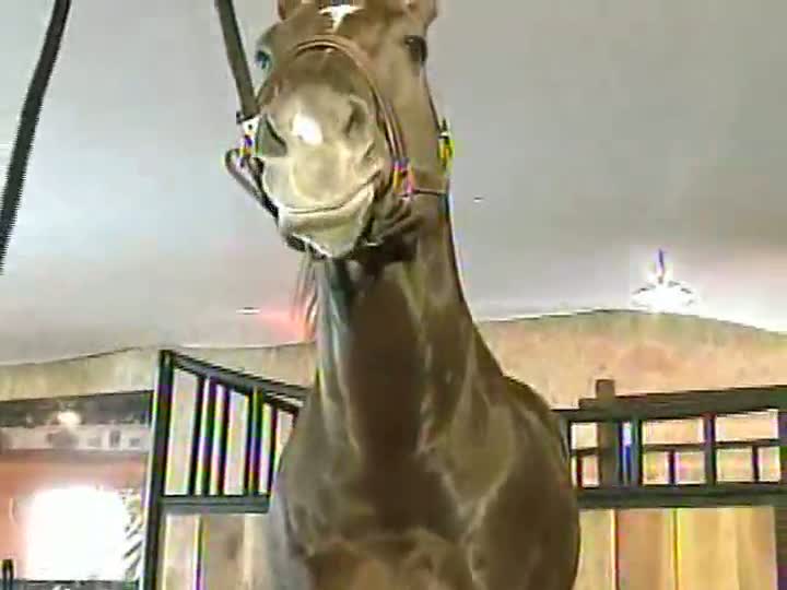 Conheça o animal que atrai a atenção dos criadores no Campeonato da raça quarto de milha