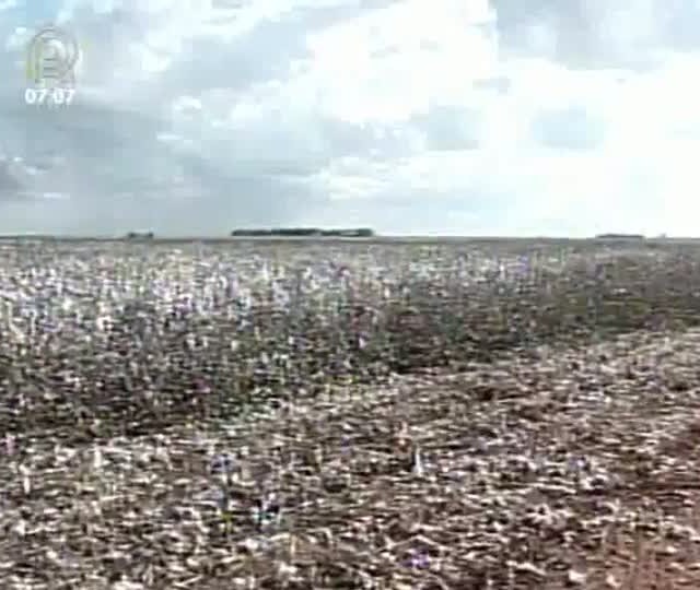 Área plantada de algodão diminui em Minas Gerais