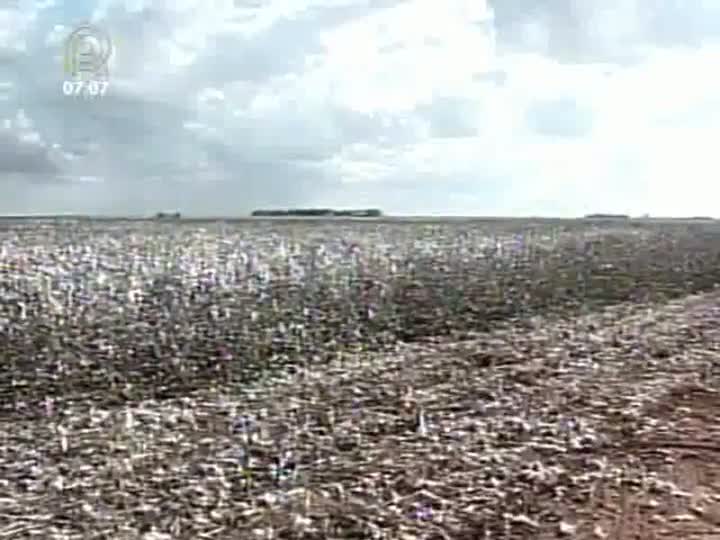 Área plantada de algodão diminui em Minas Gerais