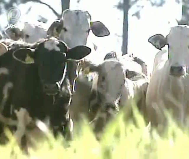 Discussão entre pecuaristas e indústrias é constante