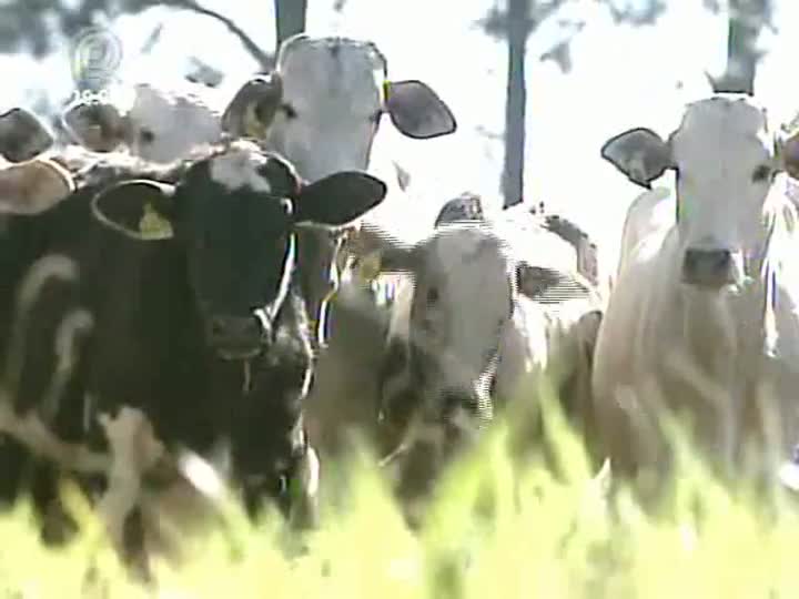 Discussão entre pecuaristas e indústrias é constante