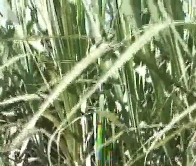 Faltam incentivos do governo para a produção de etanol