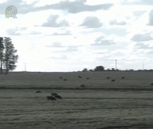 Furto de gado no Rio Grande do Sul cresce em 2012