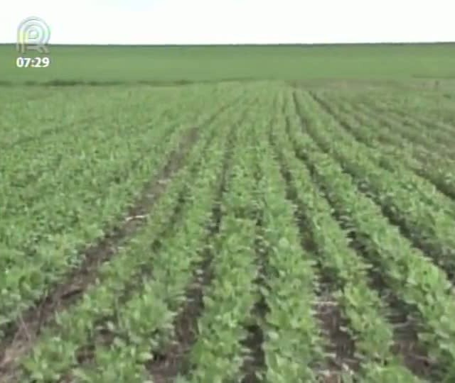 Canal Rural estréia plataforma de conteúdo sobre soja