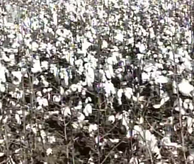 Área plantada de algodão diminui em Minas Gerais