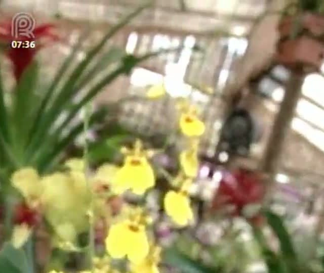 Aprenda a cultivar orquídeas em casa