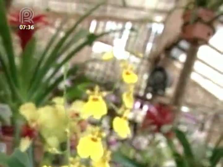 Aprenda a cultivar orquídeas em casa