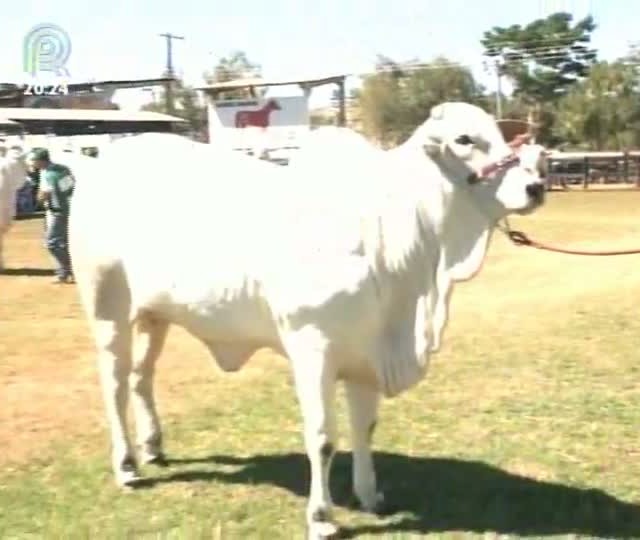 348 animais participam da etapa Expoagro para o ranking da raça nelore