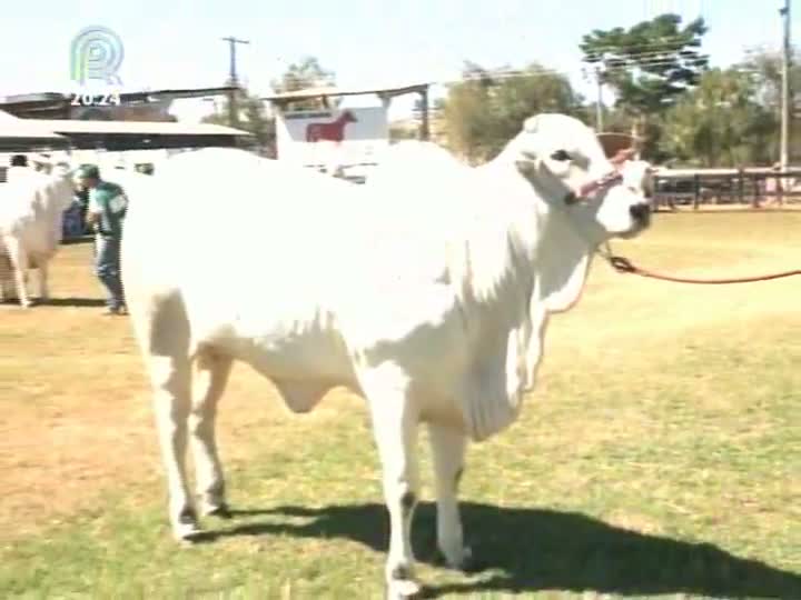 348 animais participam da etapa Expoagro para o ranking da raça nelore