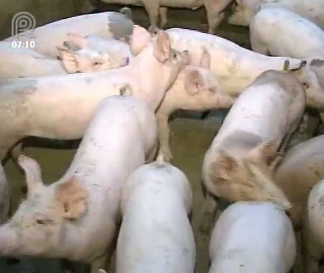 Santa Catarina sofre com a crise da suinocultura
