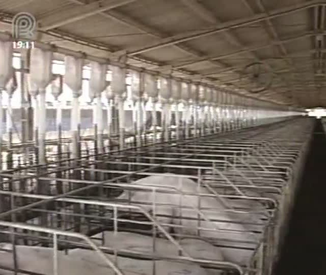 Saiba mais sobre a situação da suinocultura em Minas Gerais