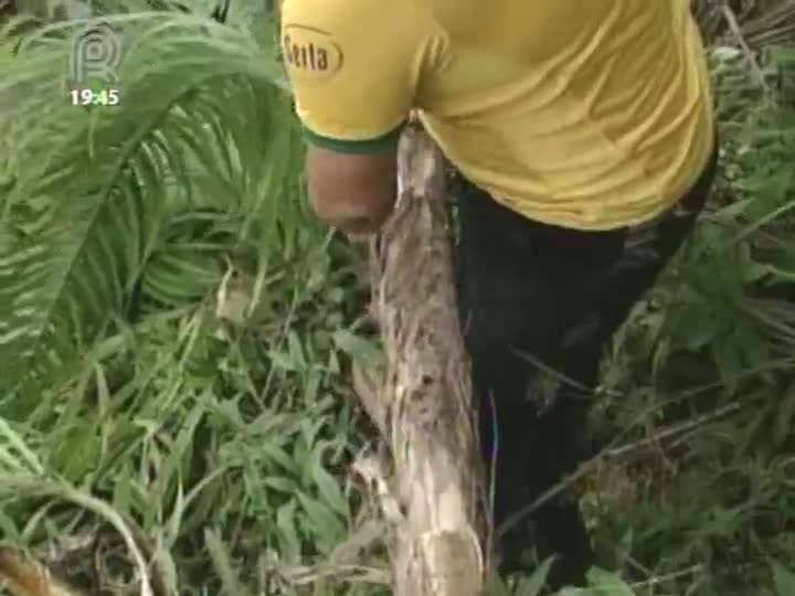 Bananicultores investem na diversificação