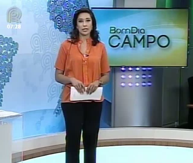 Javaporcos causam prejuízos aos produtores no Paraná