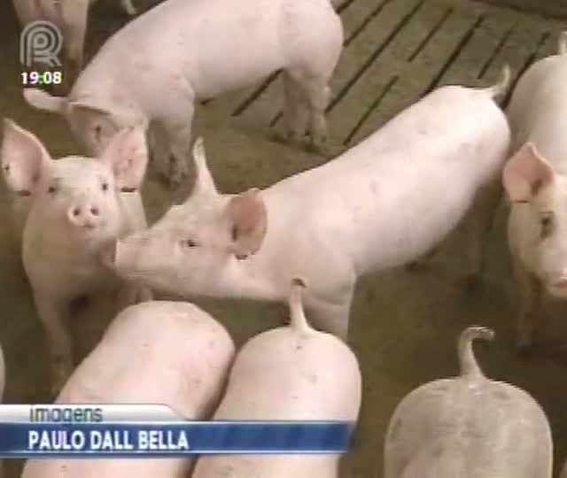 Saiba mais sobre a situação da suinocultura em Santa Catarina