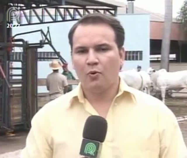 Começa nessa sexta, dia 13, o julgamento da raça nelore na Expoagro