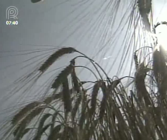 Produtores de trigo da região Sul comemoram bom desempenho do setor