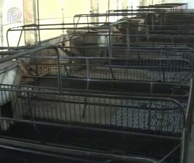 Veja os efeitos da crise na suinocultura em Mato Grosso