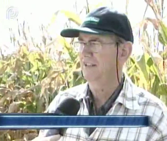 Produtores trocam cultura de feijão por milho