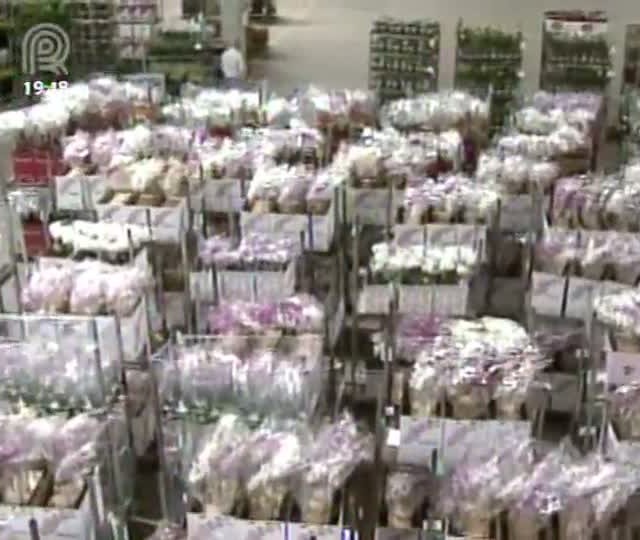 Rosas importadas incentivam o aperfeiçoamento da atividade no Brasil