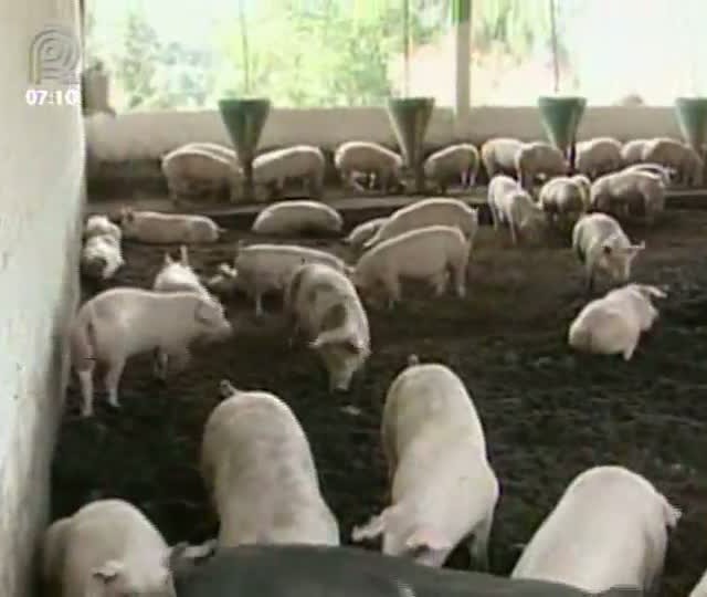 Mercado de suínos melhora, mas o valor ainda está abaixo do custo de produção