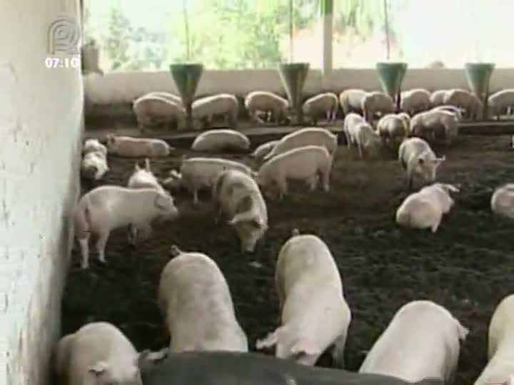 Mercado de suínos melhora, mas o valor ainda está abaixo do custo de produção