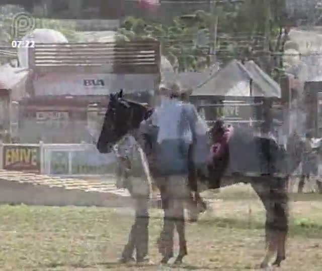 Termina em Belo Horizonte a Exposição Nacional do Cavalo Mangalarga Marchador