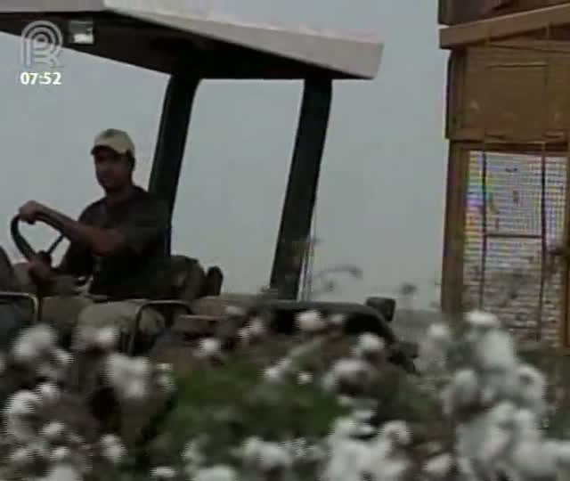 Área plantada de algodão deve diminuir na próxima safra